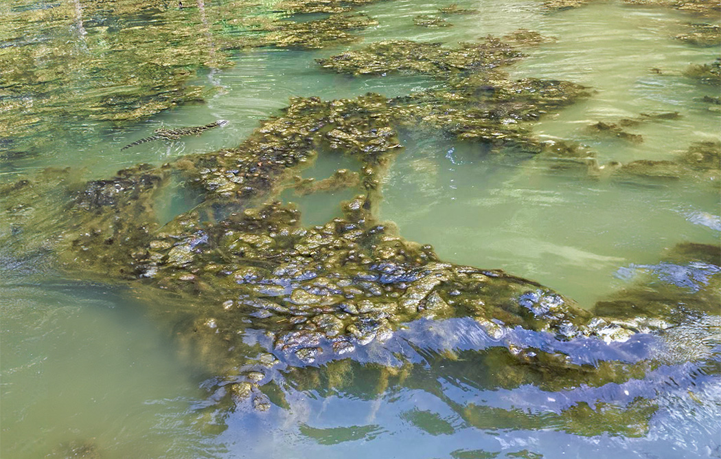 Harmful algae bloom on Lake Norman, North Carolina — excess nutrients from stormwater runoff fuel toxic algae growth